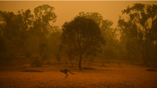 Experts say they will not have the total number of animals affected until the fires stop. 