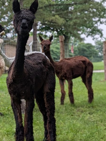Rekosh owns four alpacas on her family's hobby farm.